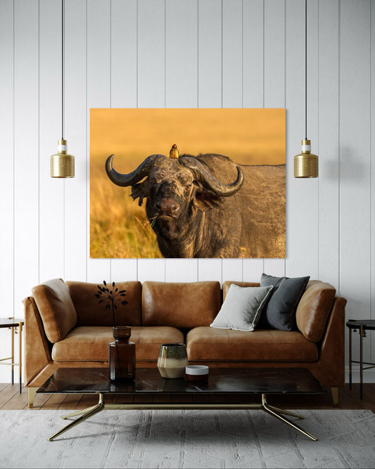 Buffalo Chewing Grass